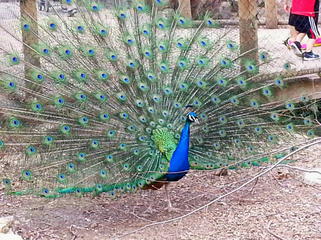 Apr. 2013 - Indian Peafowl in the African Penguin Exhibit