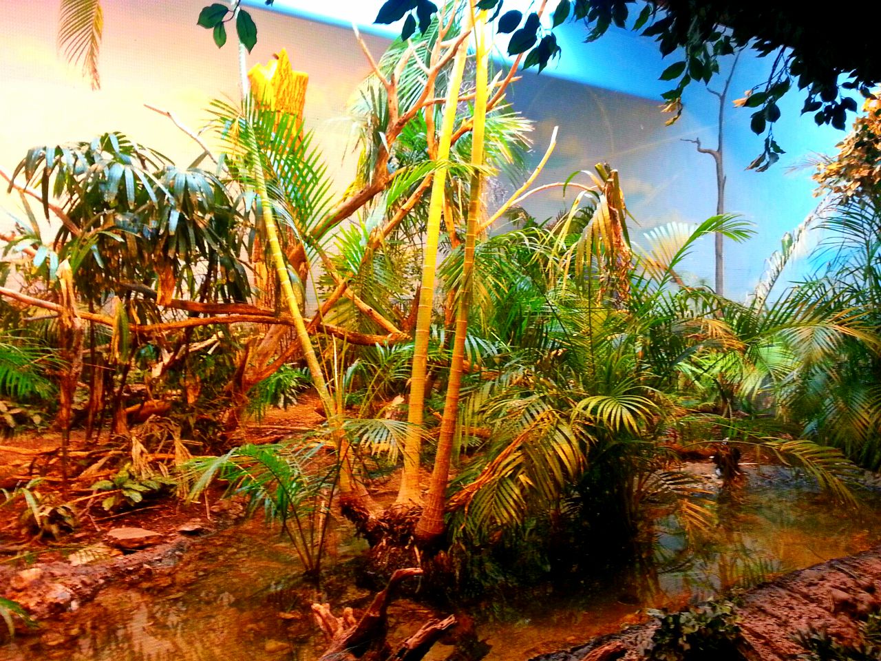 Apr. 2013 - Jungle Trails - Black-casqued Hornbill + Ruddy Shelduck Exhibit