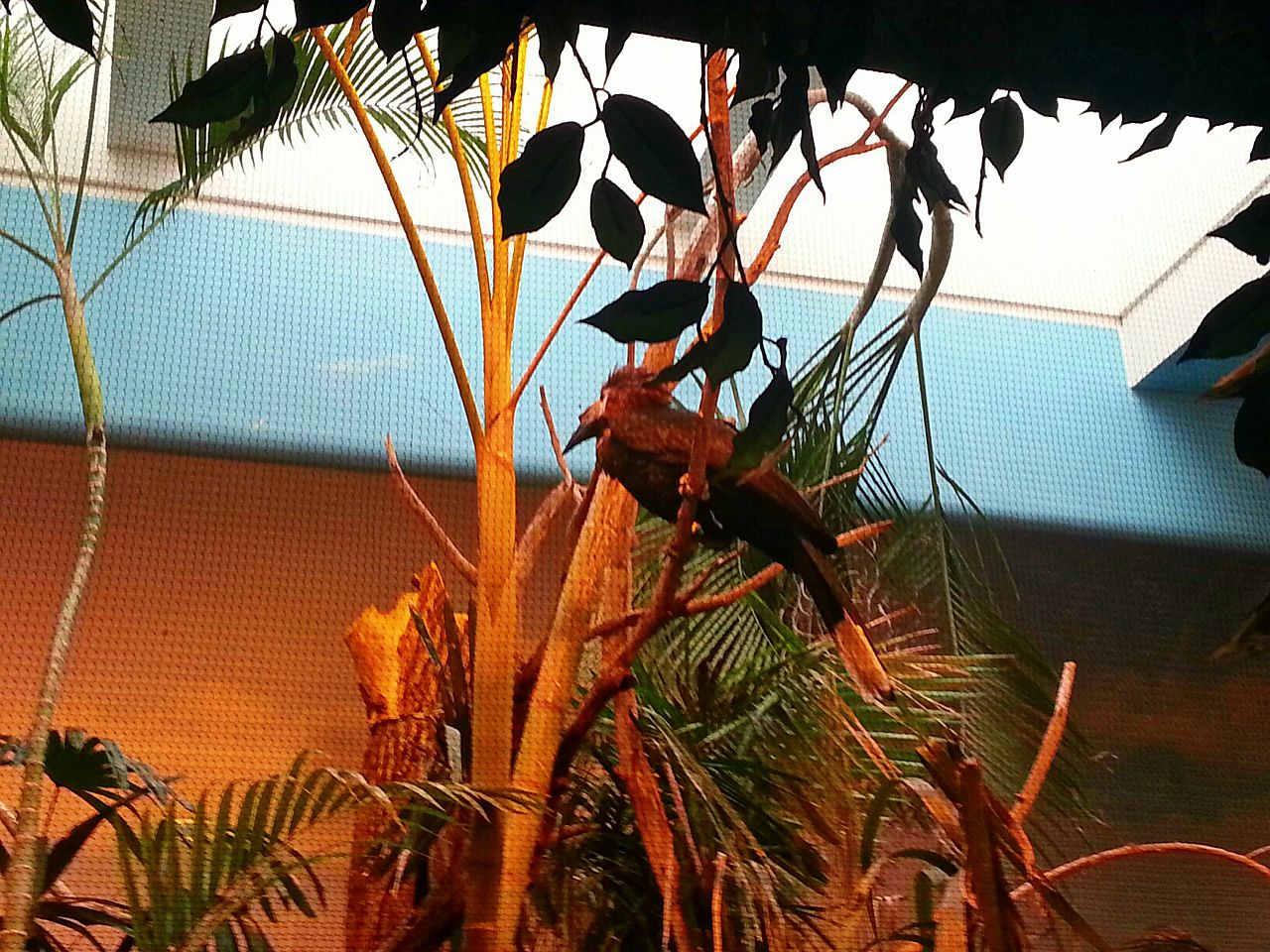 Apr. 2013 - Jungle Trails - Black-casqued Hornbill