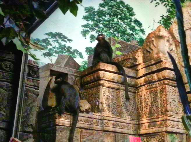 Apr. 2013 - Jungle Trails - Francois Langurs