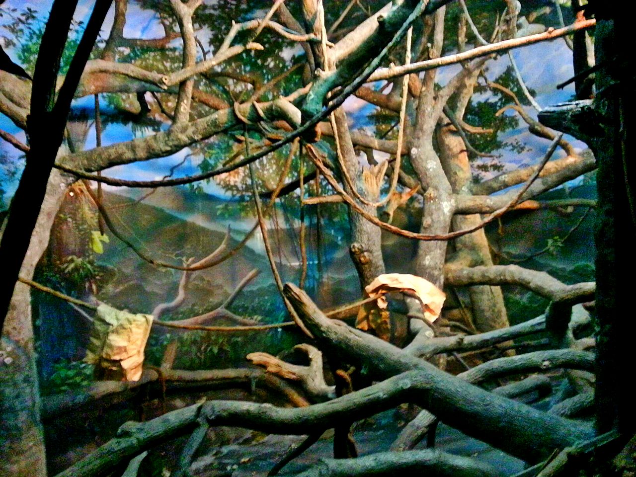 Apr. 2013 - Jungle Trails - Indoor Sumatran Orangutan + White-handed Gibbon