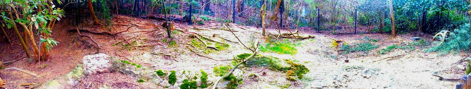 Apr. 2013 - Jungle Trails - Saddle-billed Stork + Pink-backed Pelican Exhib