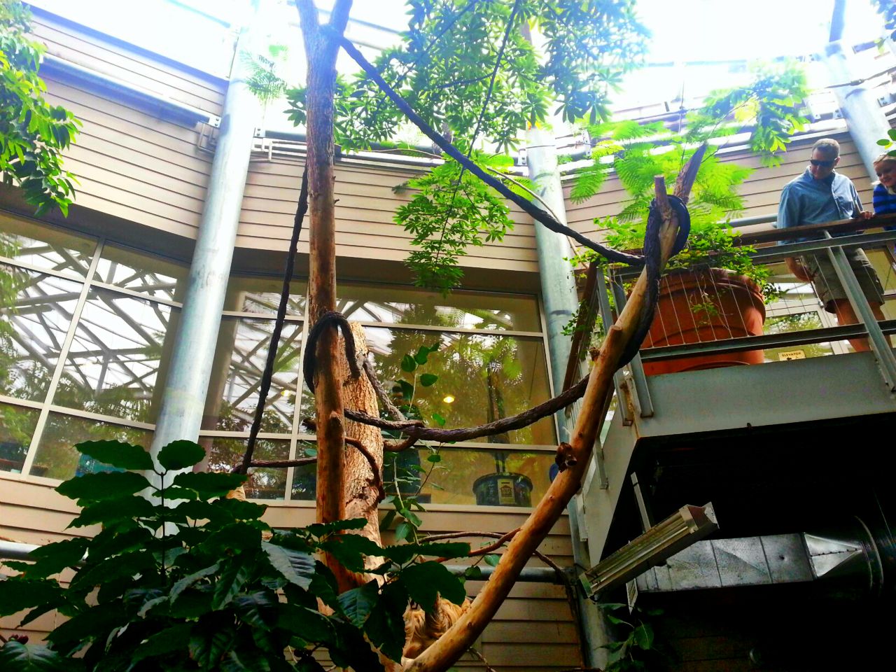 Apr. 2013 - Linnaeus's Two-toed Sloth Exhibit