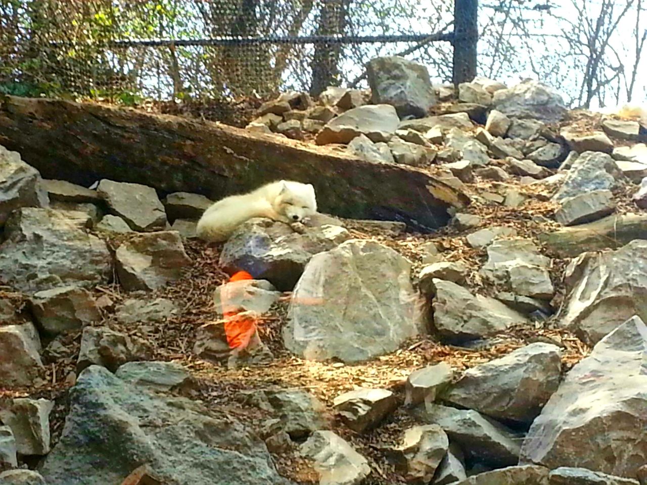 Apr. 2013 - Lords of the Arctic - Arctic Fox