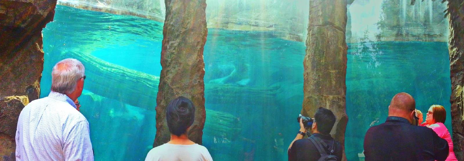 Apr. 2013 - Lords of the Arctic - Polar Bear Underwater Viewing