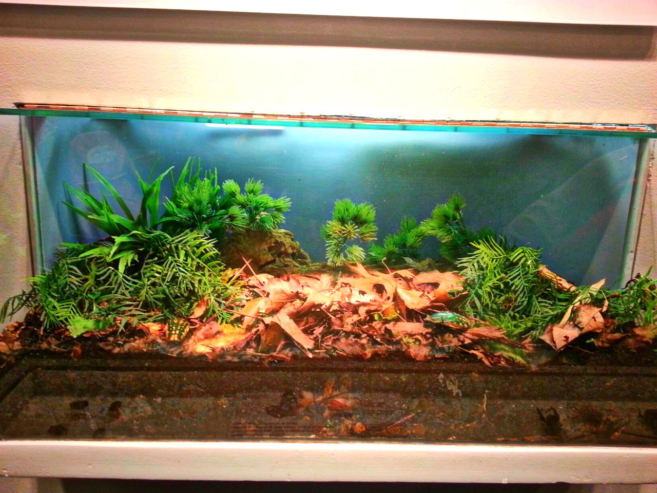 Apr. 2013 - Magnificent Flower Beetle Exhibit