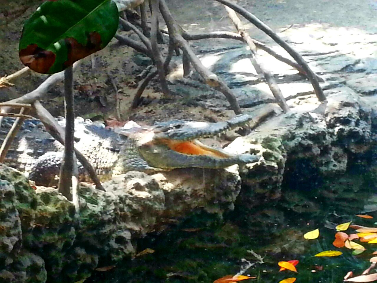 Apr. 2013 - Manatee Springs - American Crocodile