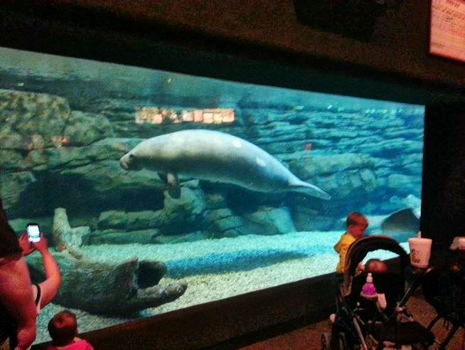 Apr. 2013 - Manatee Springs - Florida Manatee Tank - First Viewing