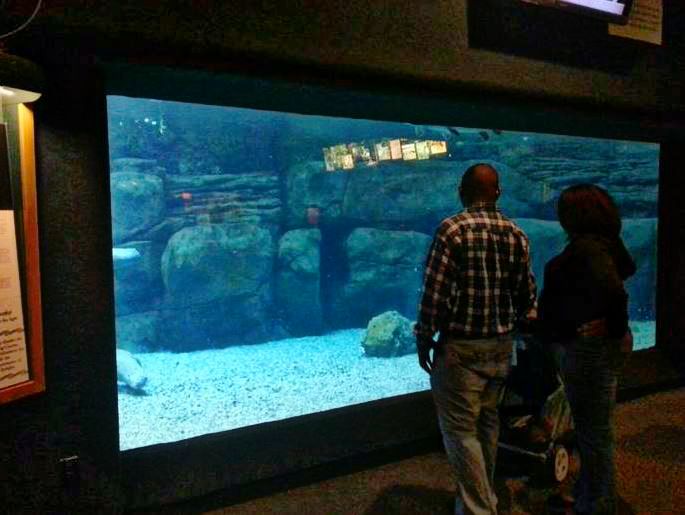 Apr. 2013 - Manatee Springs - Florida Manatee Tank - Second Viewing