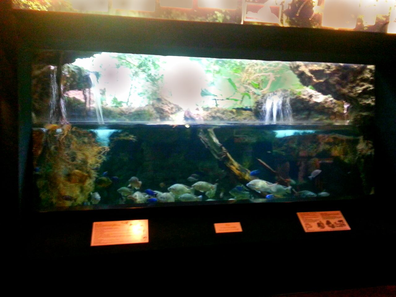 Apr. 2013 - Manatee Springs - Infamous Alien Invaders