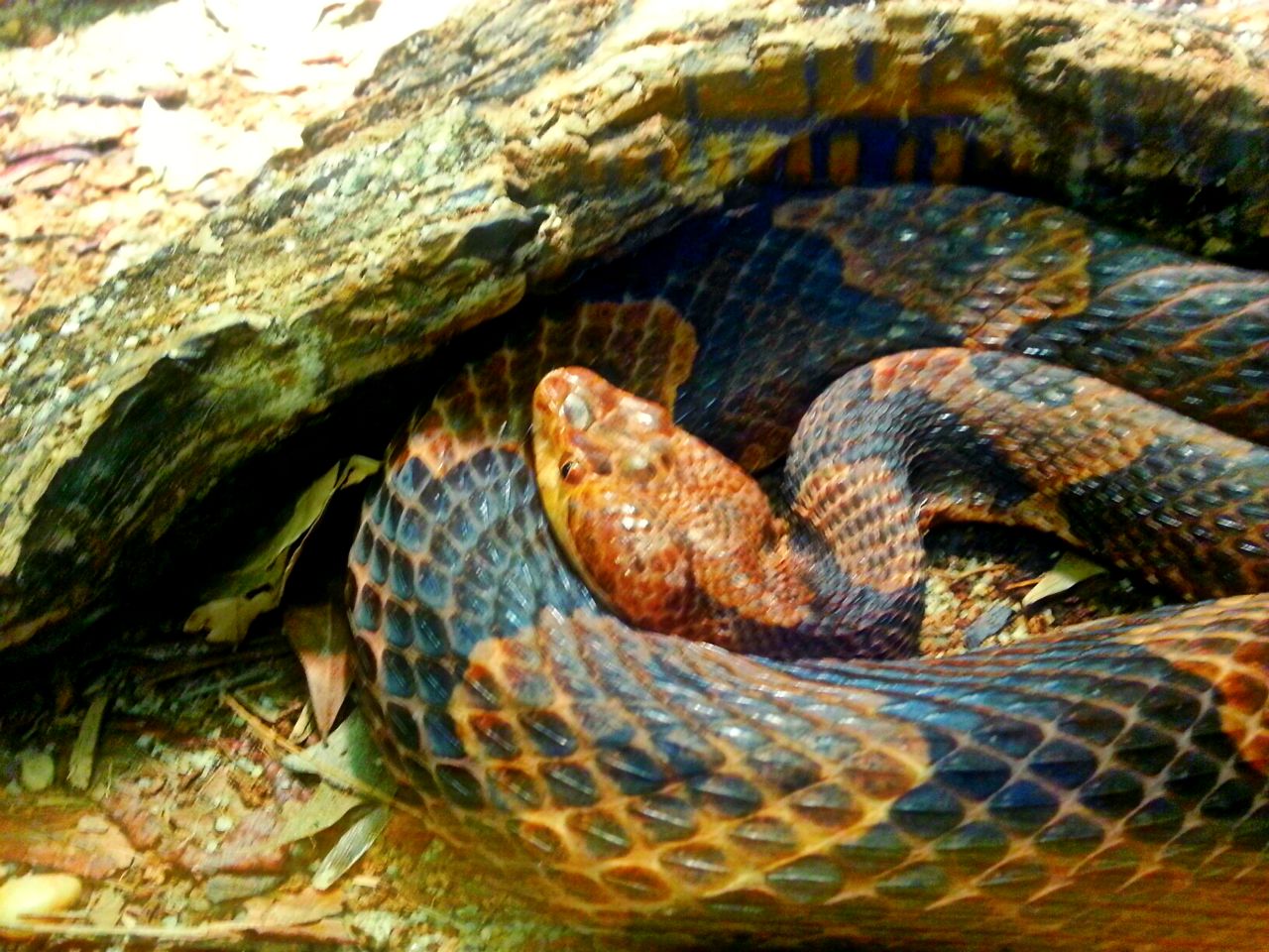 Apr. 2013 - Manatee Springs - Southern Copperhead