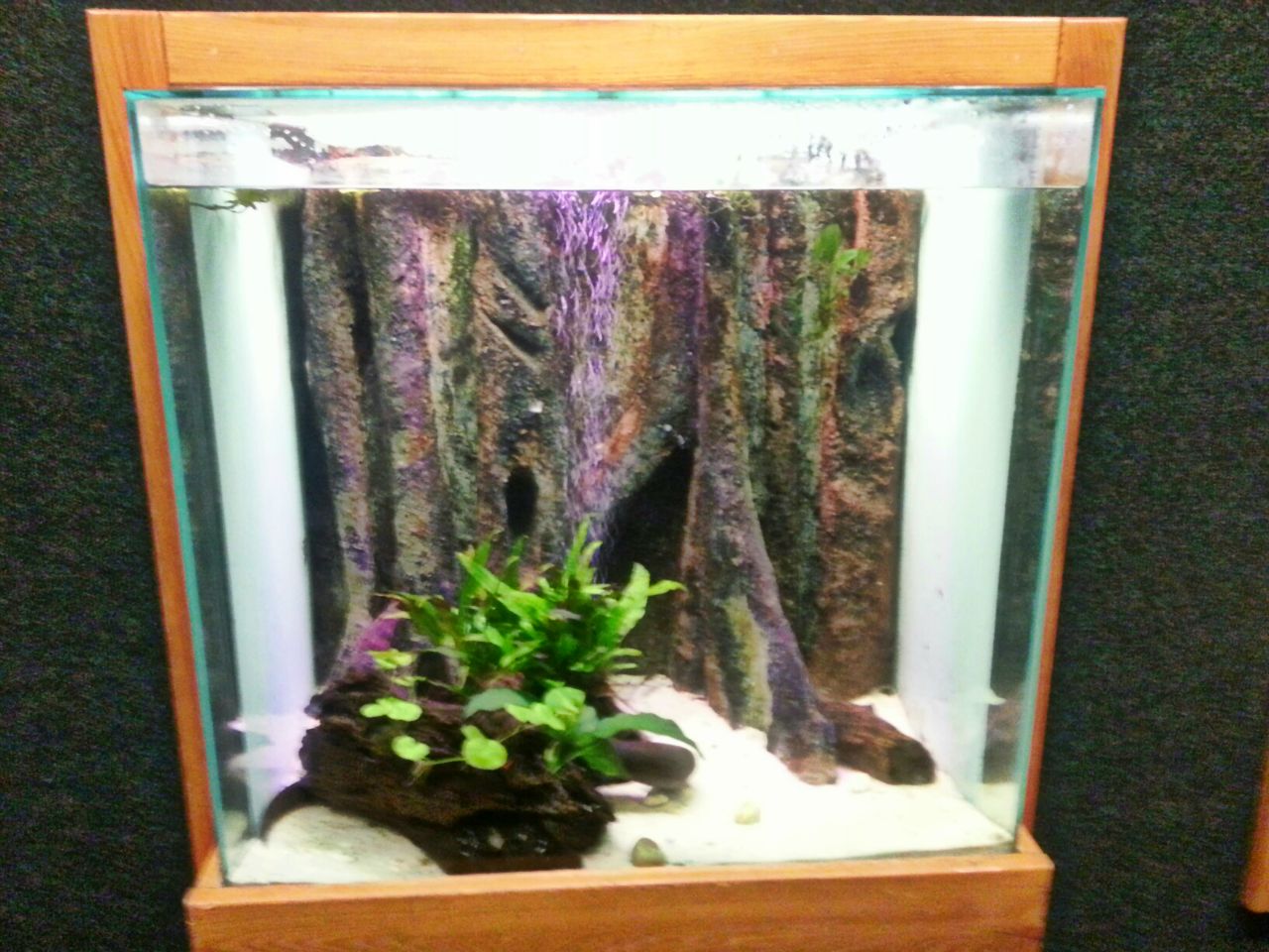 Apr. 2013 - Manatee Springs - Two-toed Amphiuma Exhibit