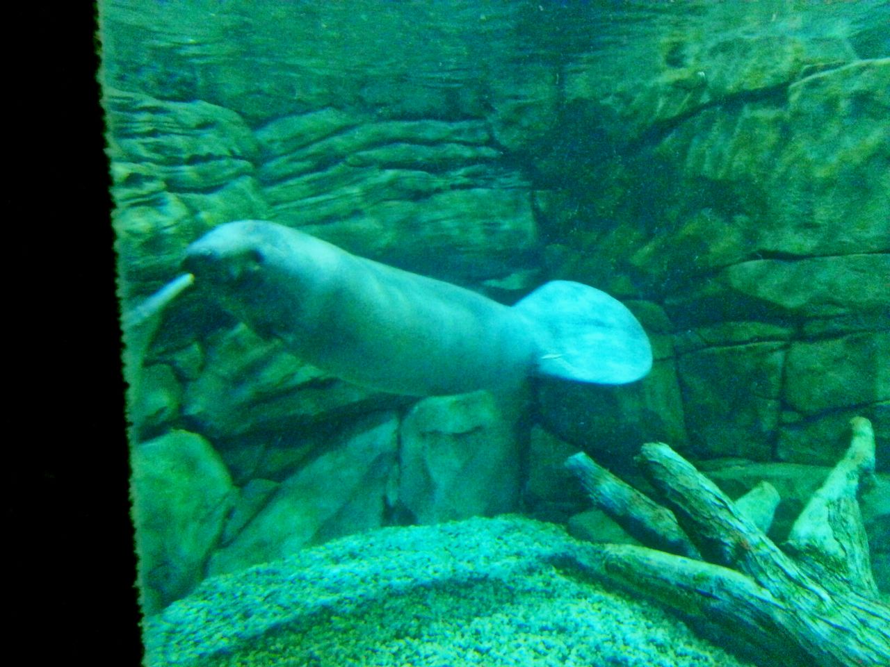 Apr. 2013 - Manatee Springs - Woodstock - Florida Manatee