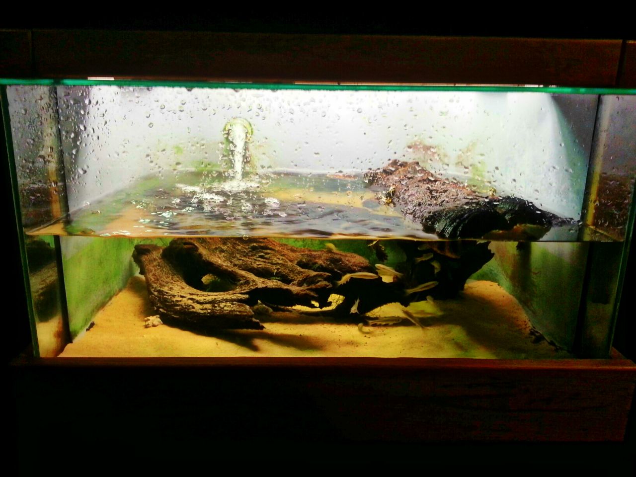 Apr. 2013 - Manatee Springs - Yellow-bellied Slider + Western Mosquitofish