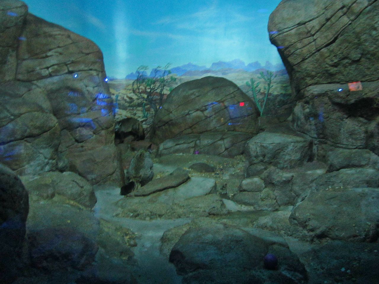 Apr. 2013 - Night Hunters - Bat-eared Fox Exhibit