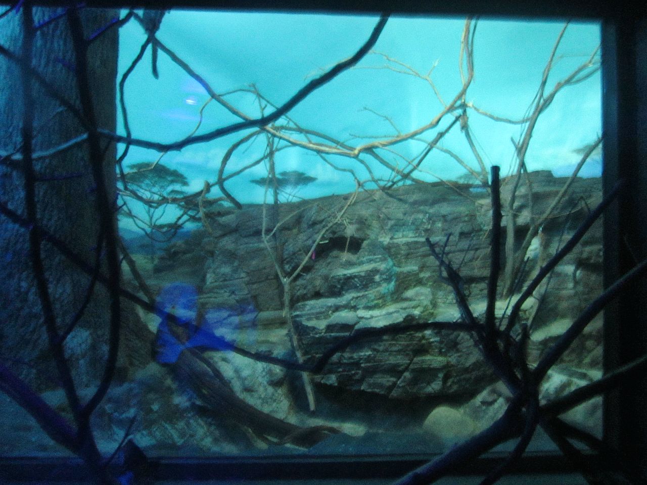 Apr. 2013 - Night Hunters - Potto + Aardvark/Indian Flying Fox/Gernett's Ga