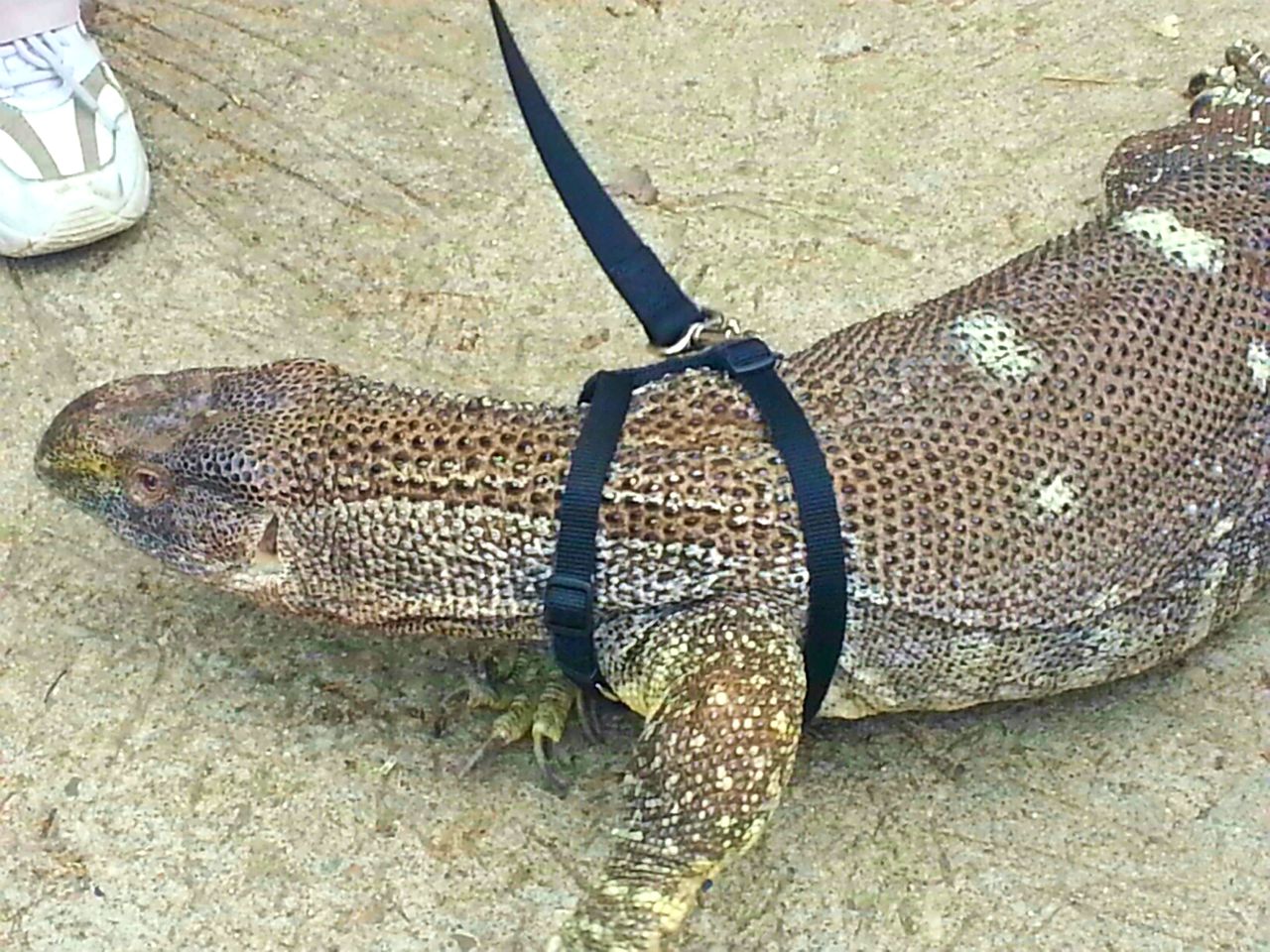 Apr. 2013 - Ollie - White-throated Monitor