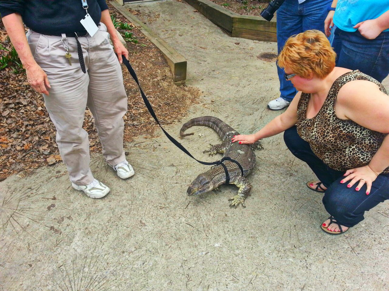 Apr. 2013 - Ollie - White-throated Monitor