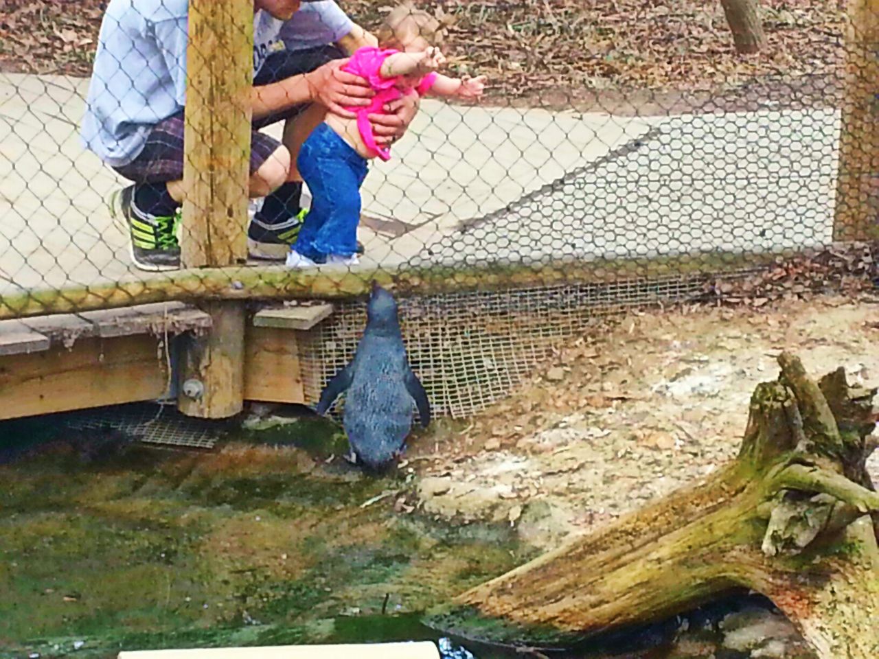 Apr. 2013 - Penguin Walkabout - A Baby Reaching for a Baby