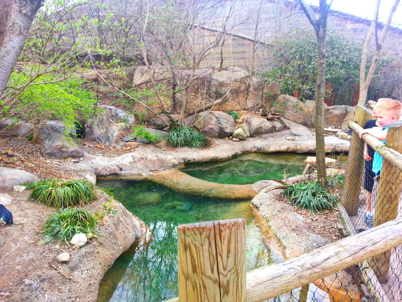 Apr. 2013 - Penguin Walkabout - Little Penguin Exhibit