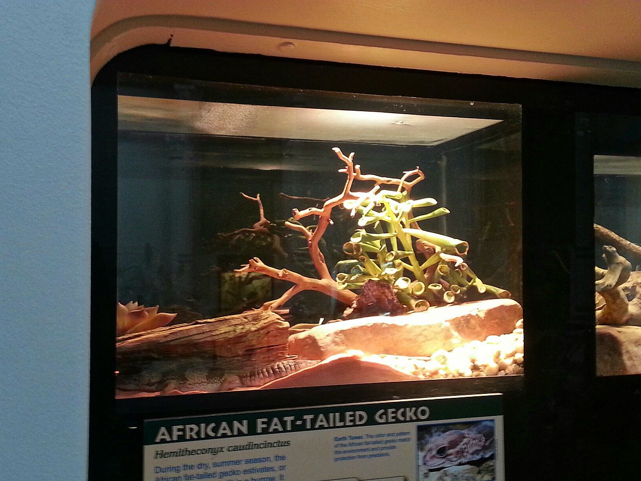 Apr. 2013 - Renovated Reptile House - African Fat-tailed Gecko