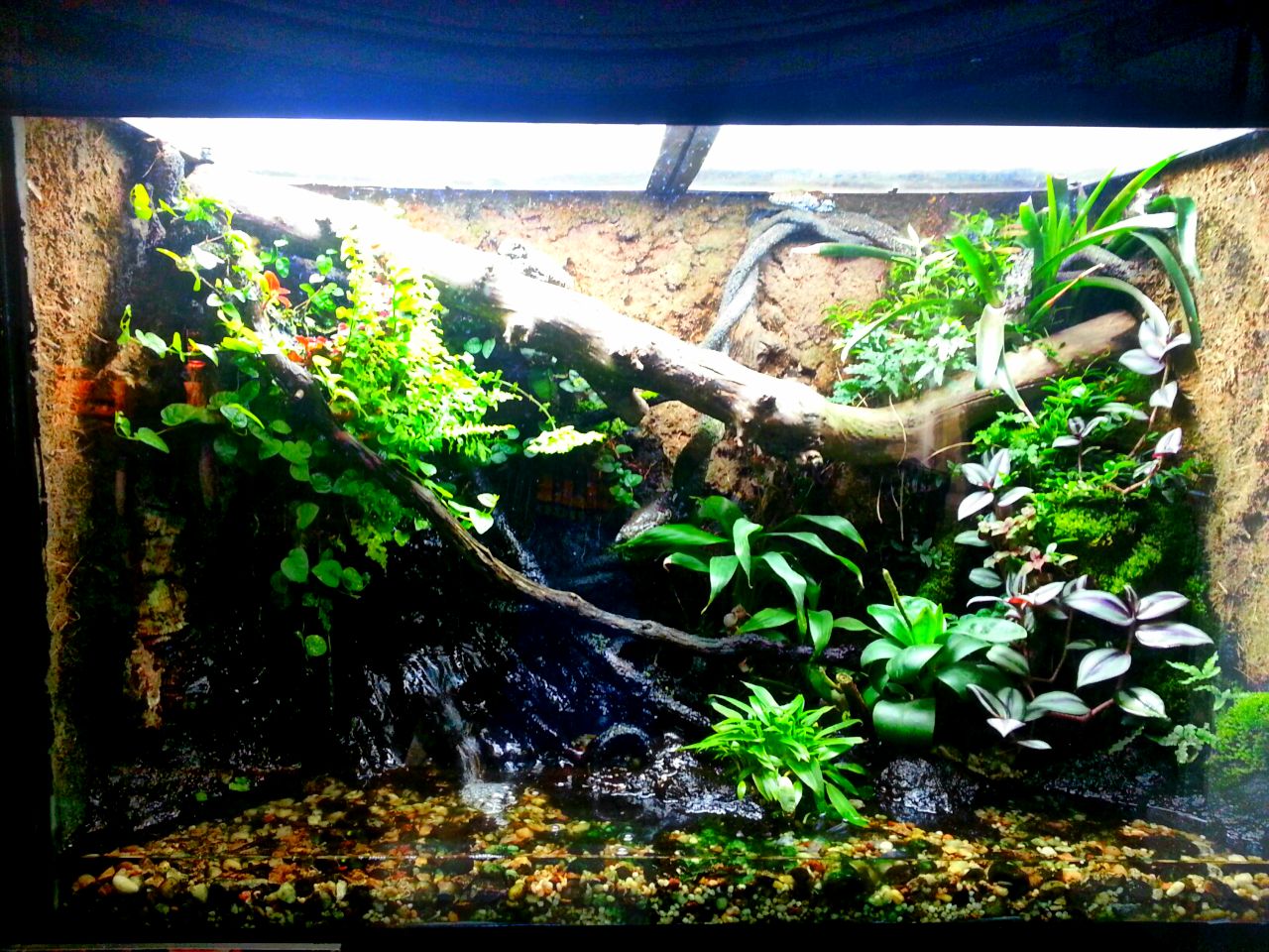 Apr. 2013 - Reptile House - Amazon Milk Frog Exhibit