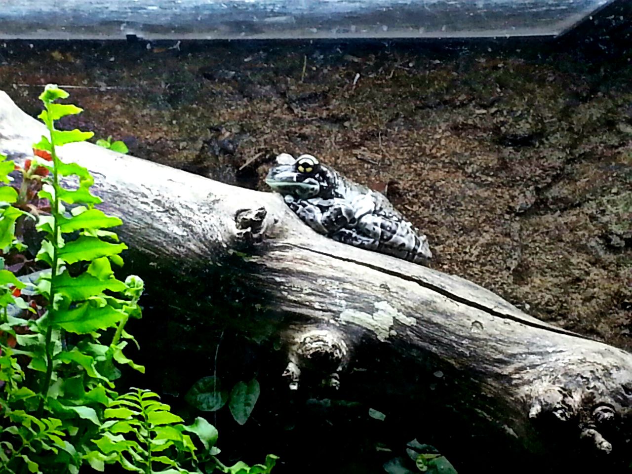 Apr. 2013 - Reptile House - Amazon Milk Frog