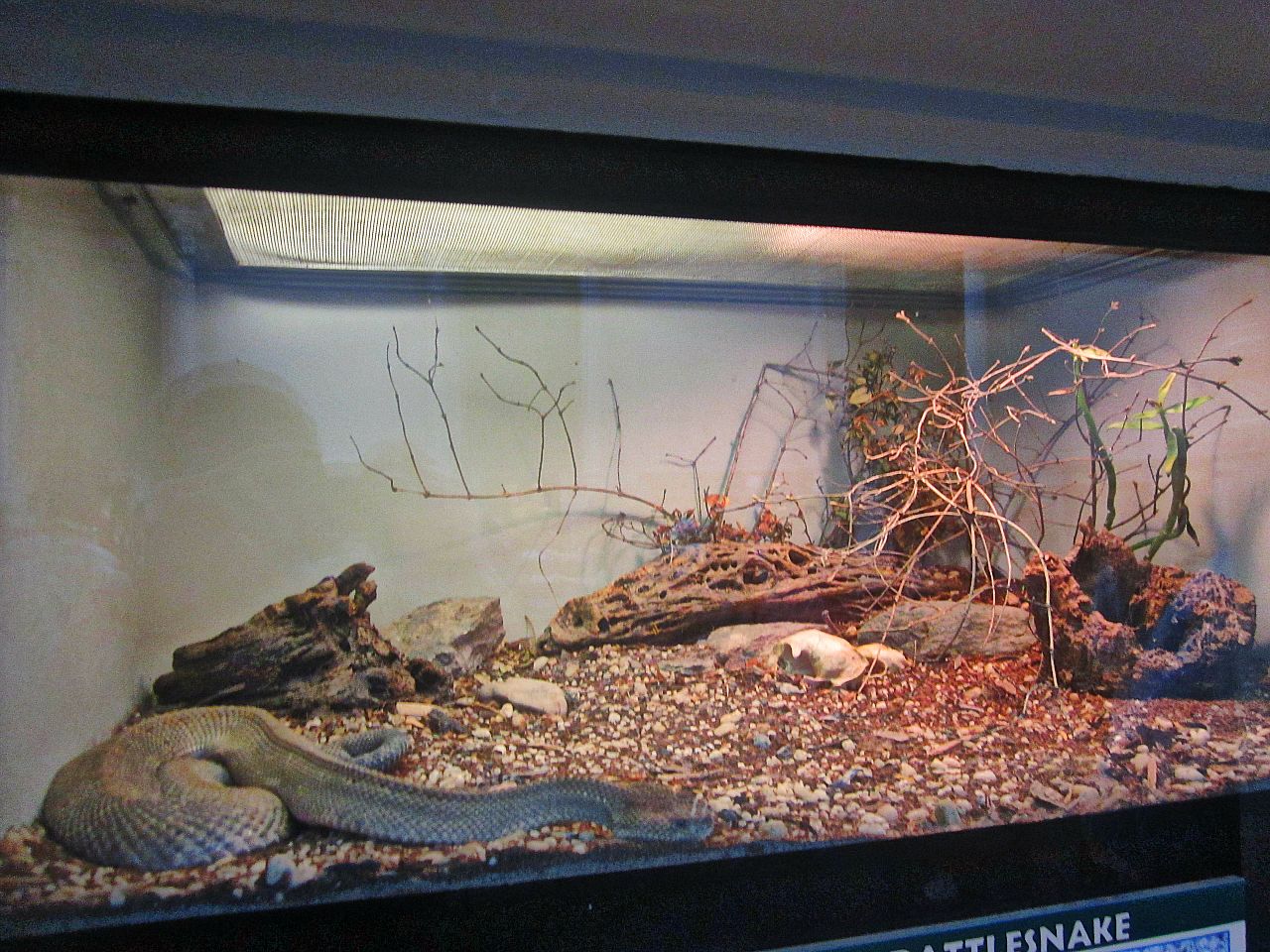 Apr. 2013 - Reptile House - Aruba Island Rattlesnake Exhibit
