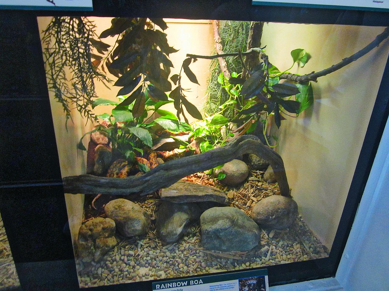 Apr. 2013 - Reptile House - Brazilian Rainbow Boa Exhibit