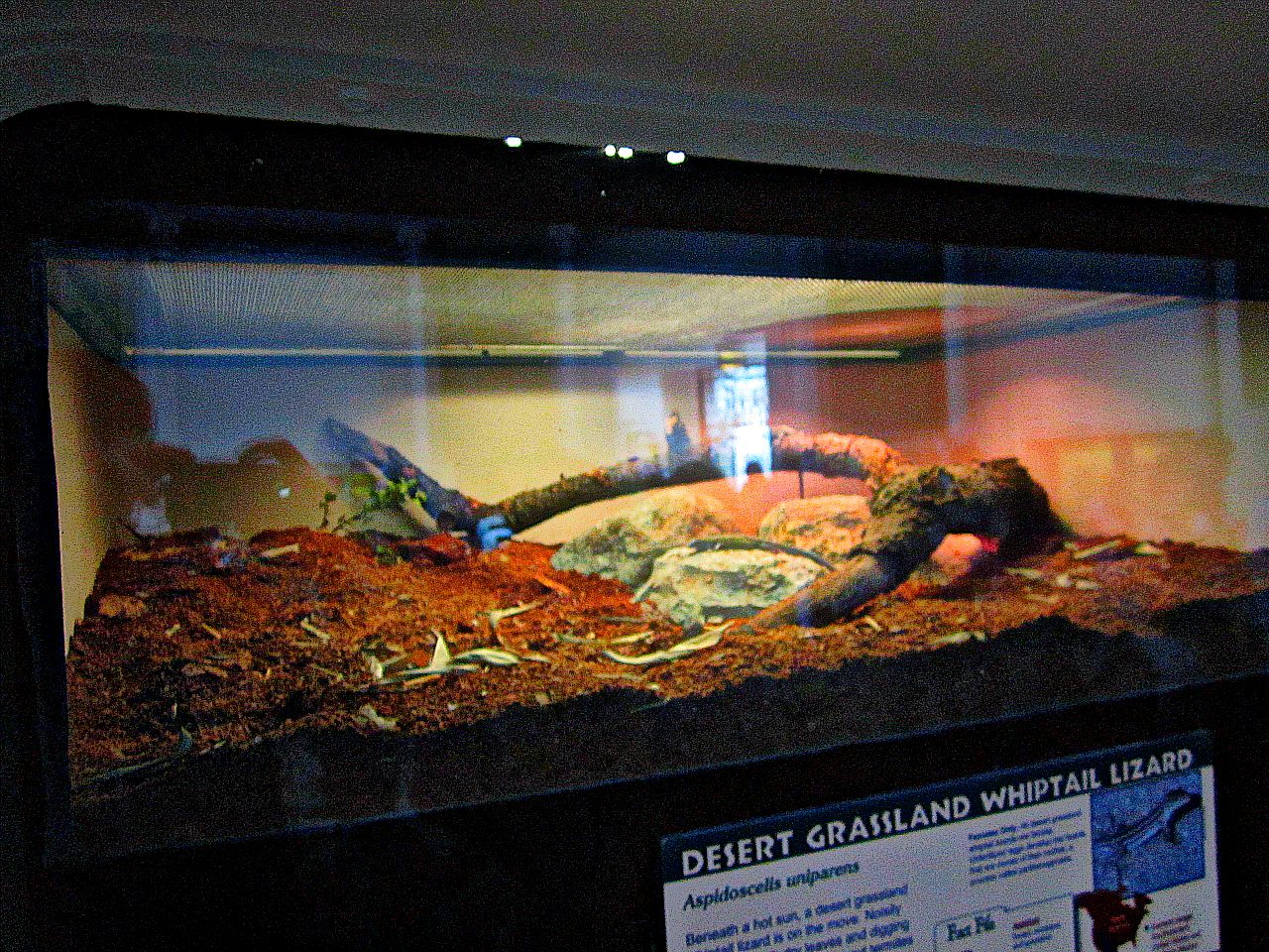 Apr. 2013 - Reptile House - Desert Grassland Whiptail Lizard Exhibit