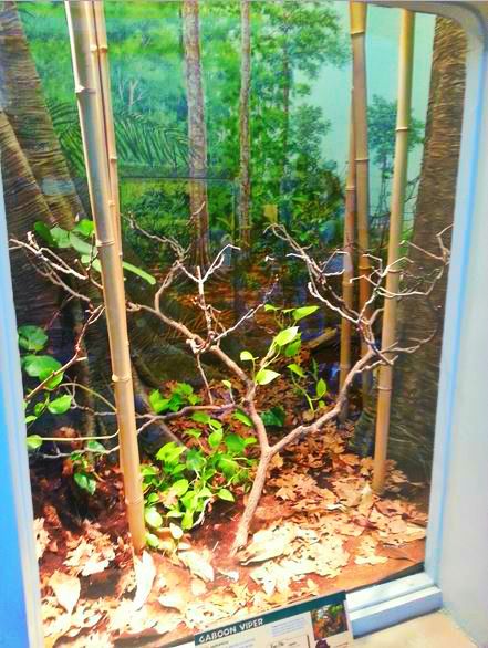 Apr. 2013 - Reptile House - Gaboon Viper Exhibit