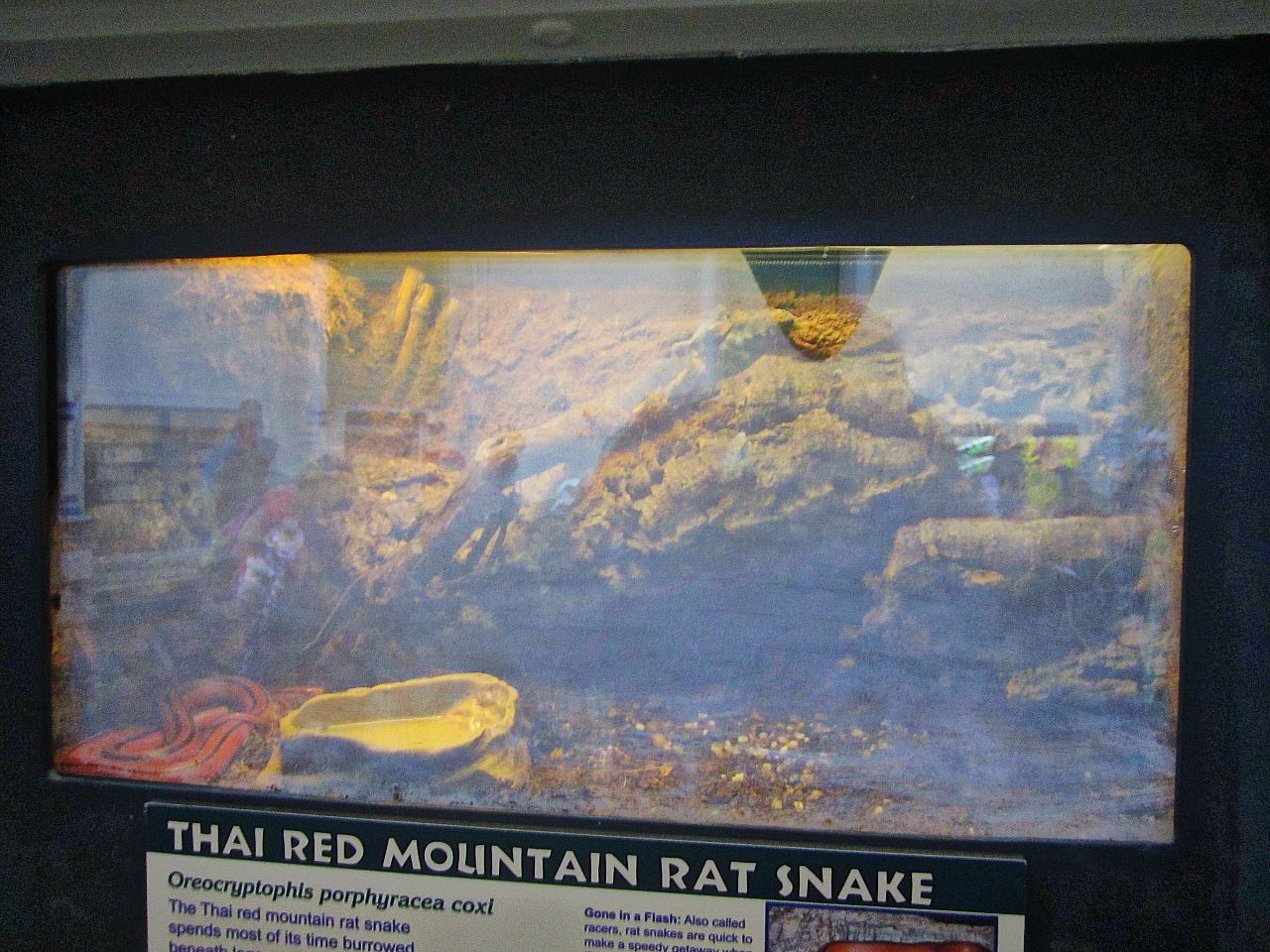 Apr. 2013 - Reptile House - New Thai Red Mountain Rat Snake Exhibit