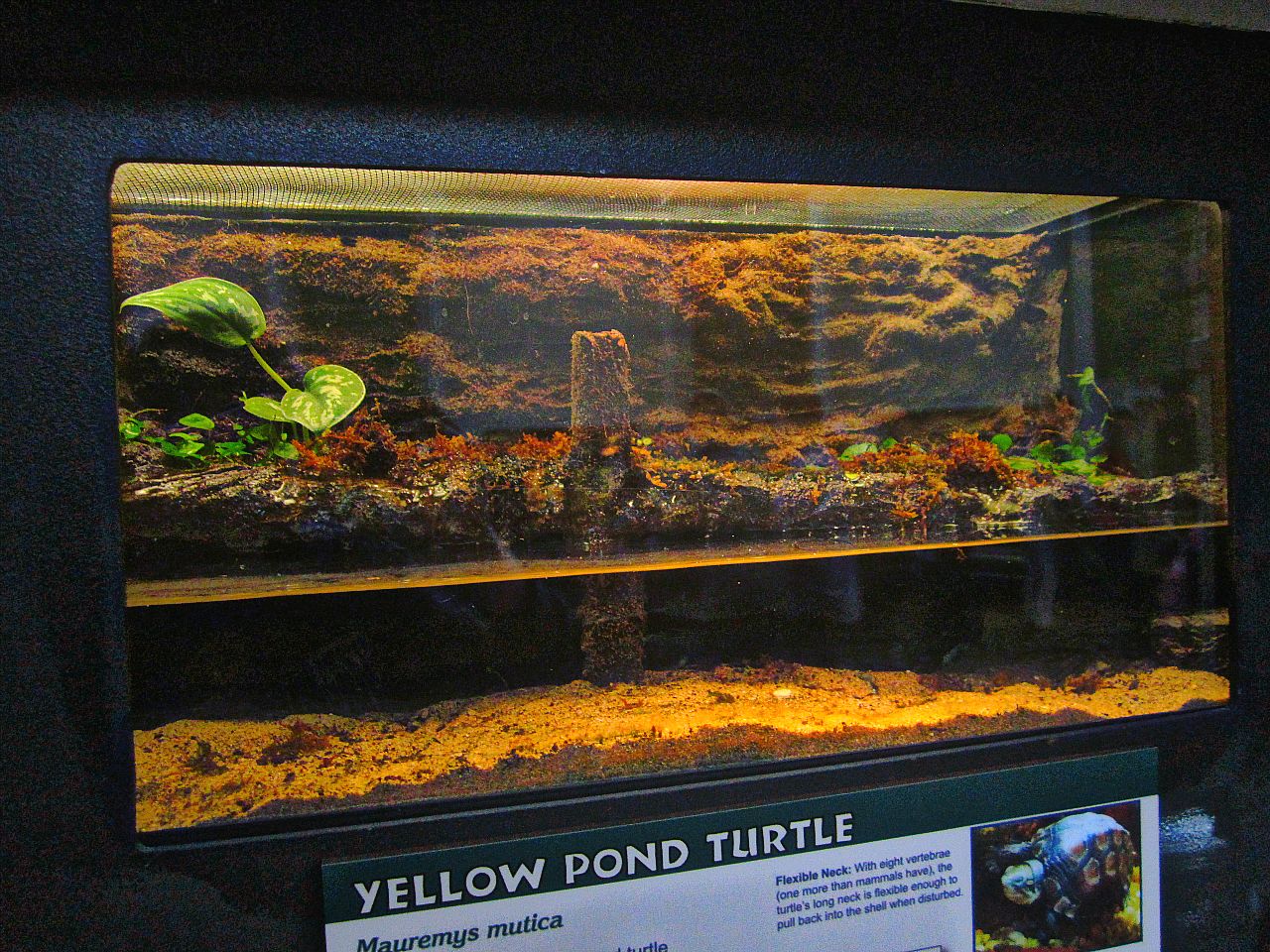 Apr. 2013 - Reptile House - New Yellow Pond Turtle Exhibit