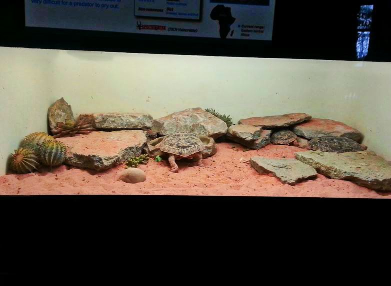 Apr. 2013 - Reptile House - Pancake Tortoise Exhibit