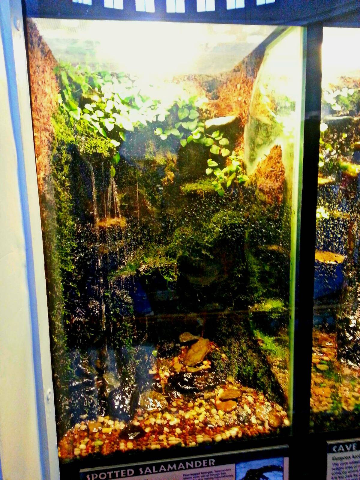 Apr. 2013 - Reptile House - Spotted Salamander Exhibit