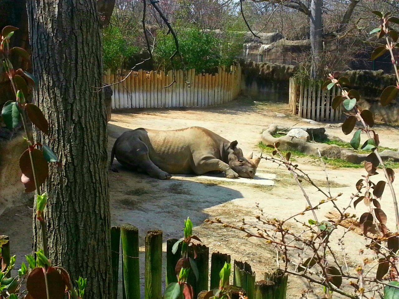 Apr. 2013 - Rhino Reserve - Klyde - Eastern Black Rhinoceros