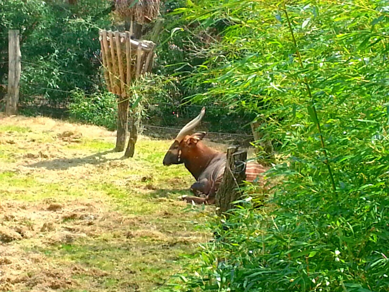 Apr. 2013 - Rhino Reserve - Mac - Eastern Bongo