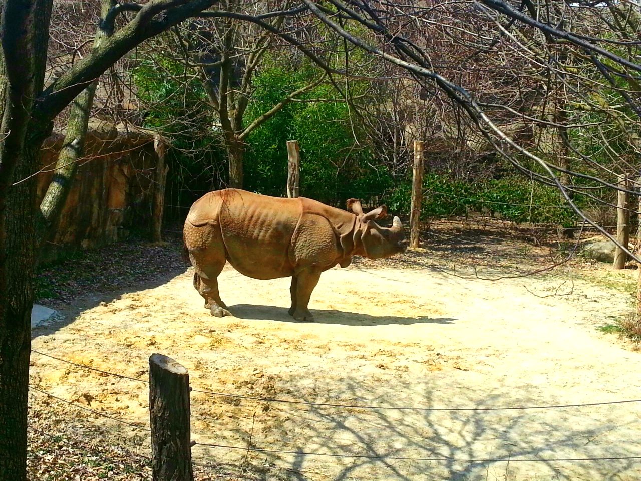 Apr. 2013 - Rhino Reserve - Manjula - Indian Rhinoceros
