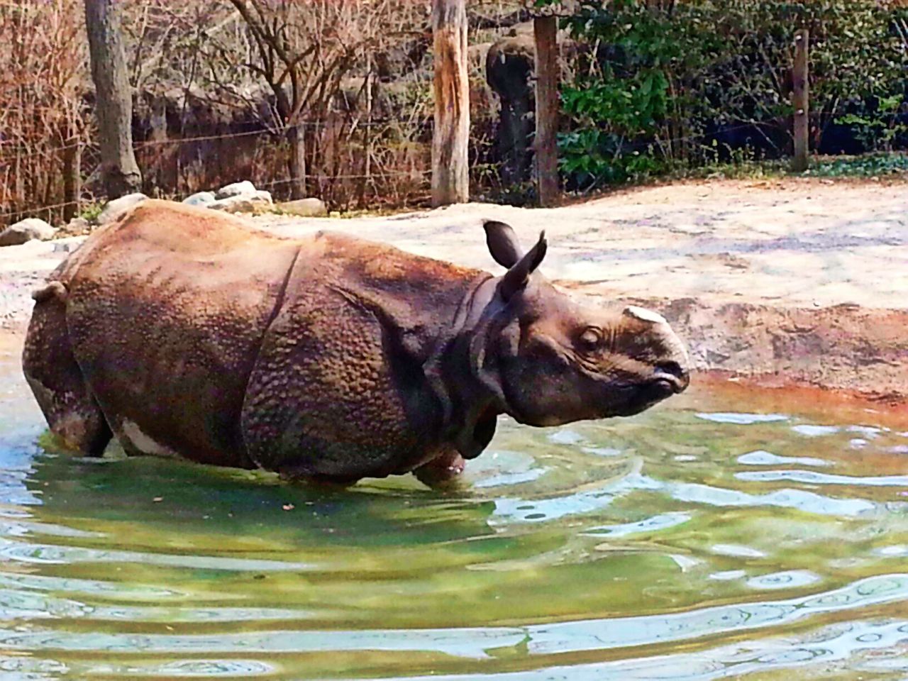 Apr. 2013 - Rhino Reserve - Nikki - Indian Rhinoceros