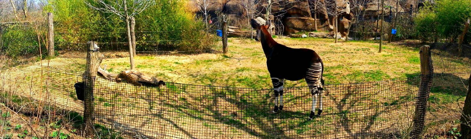 Apr. 2013 - Rhino Reserve - Okapi Exhibit Panorama