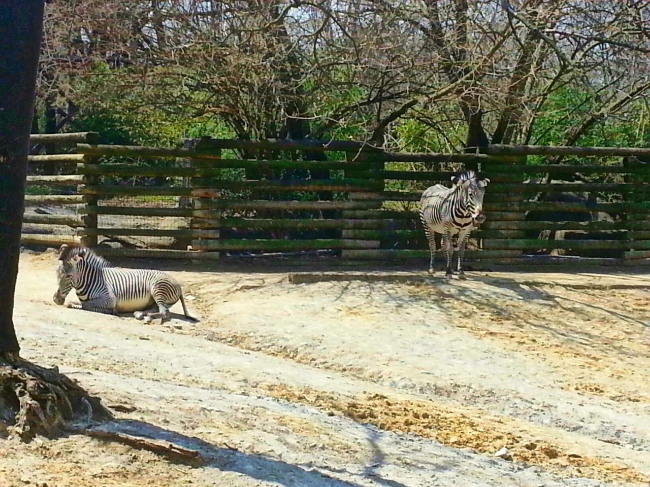 Apr. 2013 - Rhino Reserve - Savanna + Lainey Lynn - Grevy's Zebras
