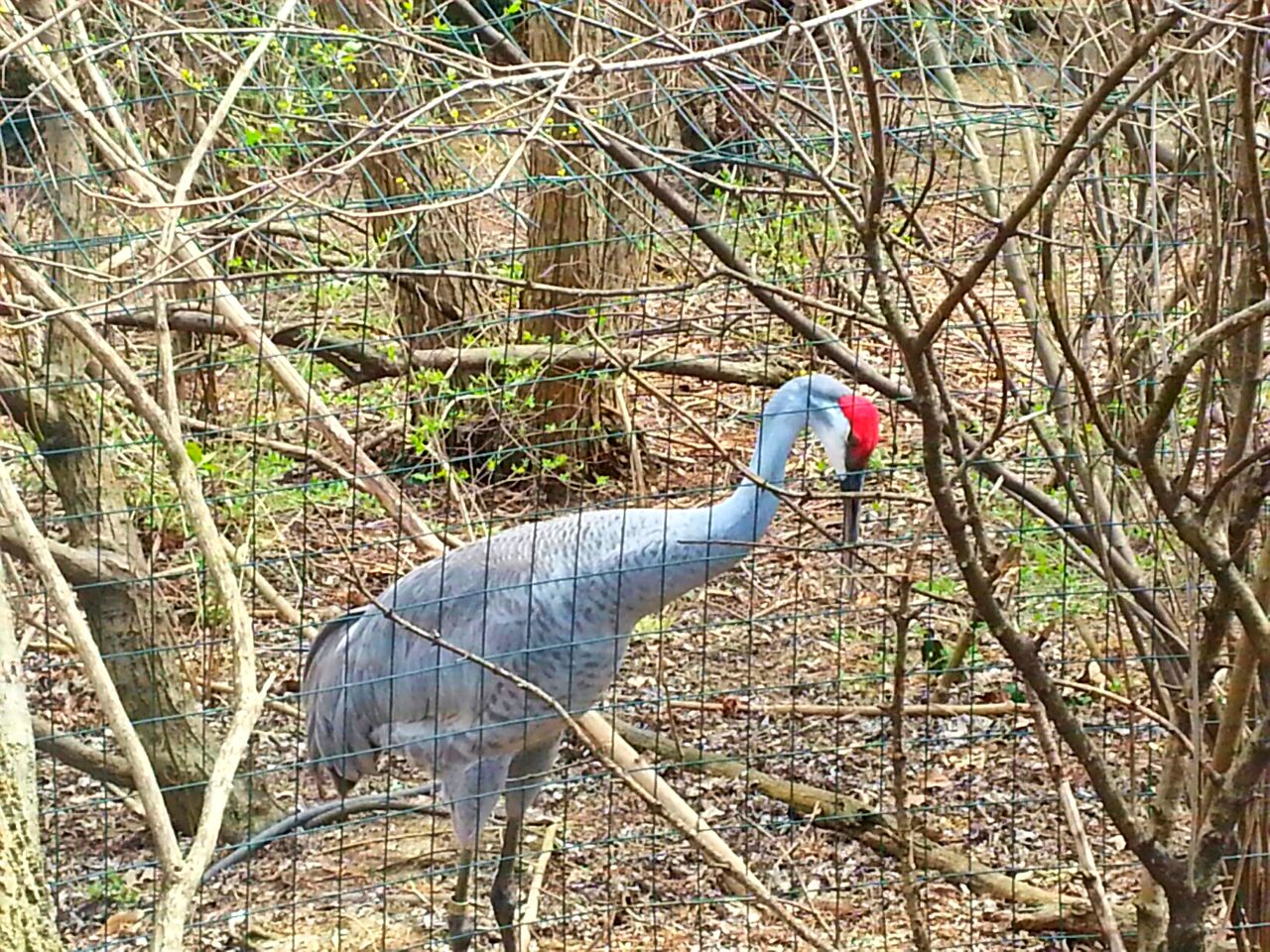 Apr. 2013 - Swan Lake - Wetland Trail - Florida Sandhill Crane