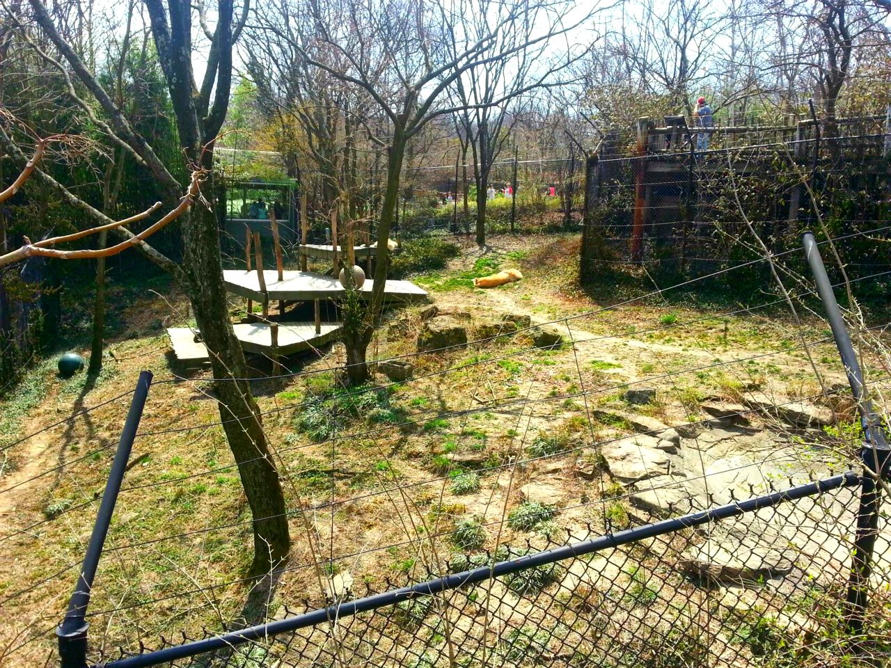 Apr. 2013 - White Lions of Timbavati