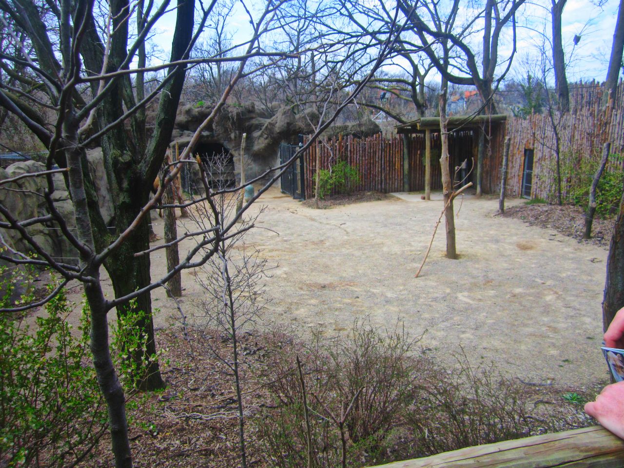 Apr. 2013 - Wildlife Canyon - 1 of 2 Bactrian Camel Exhibits