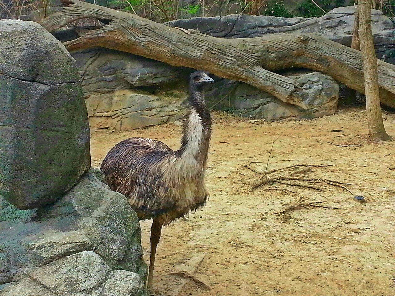 Apr. 2013 - Wildlife Canyon - Emu