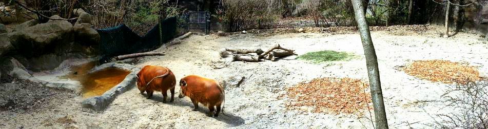 Apr. 2013 - Wildlife Canyon - Red River Hog Exhibit