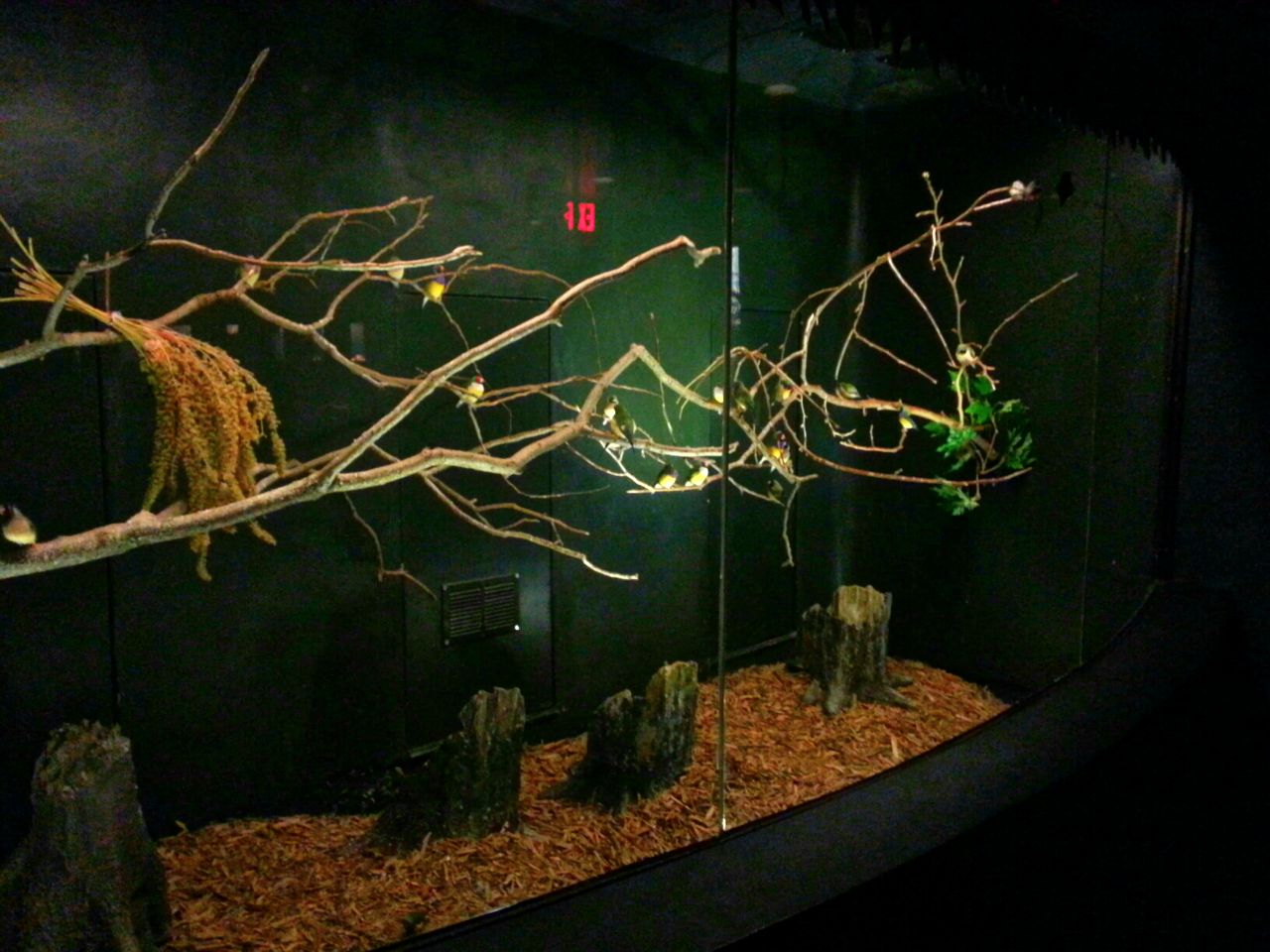 Apr. 2013 - Wings of the World - Gouldian Finch + Scarlet-chested Parrot +