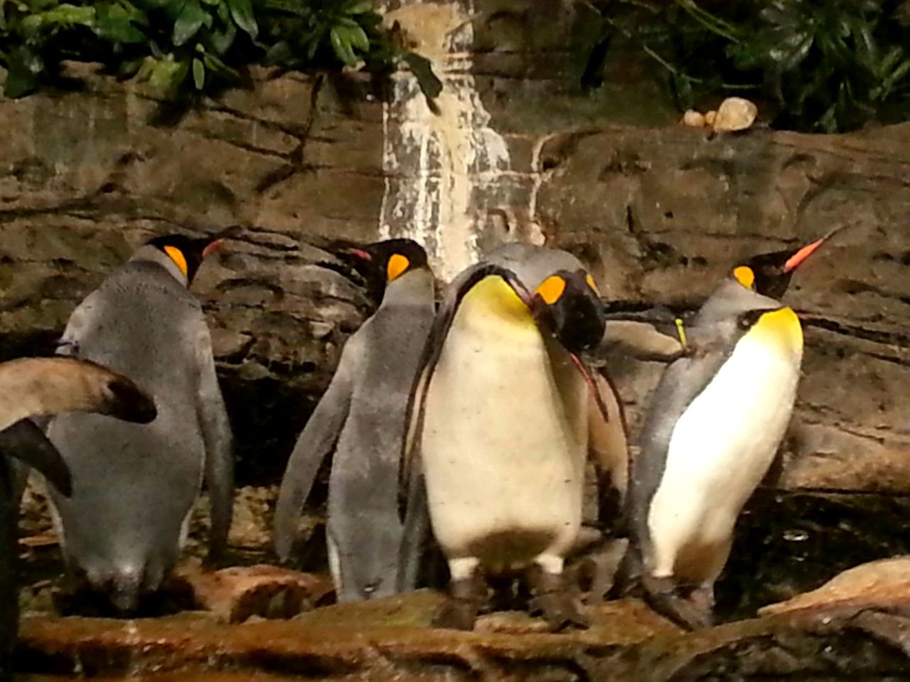 Apr. 2013 - Wings of the World - King Penguins