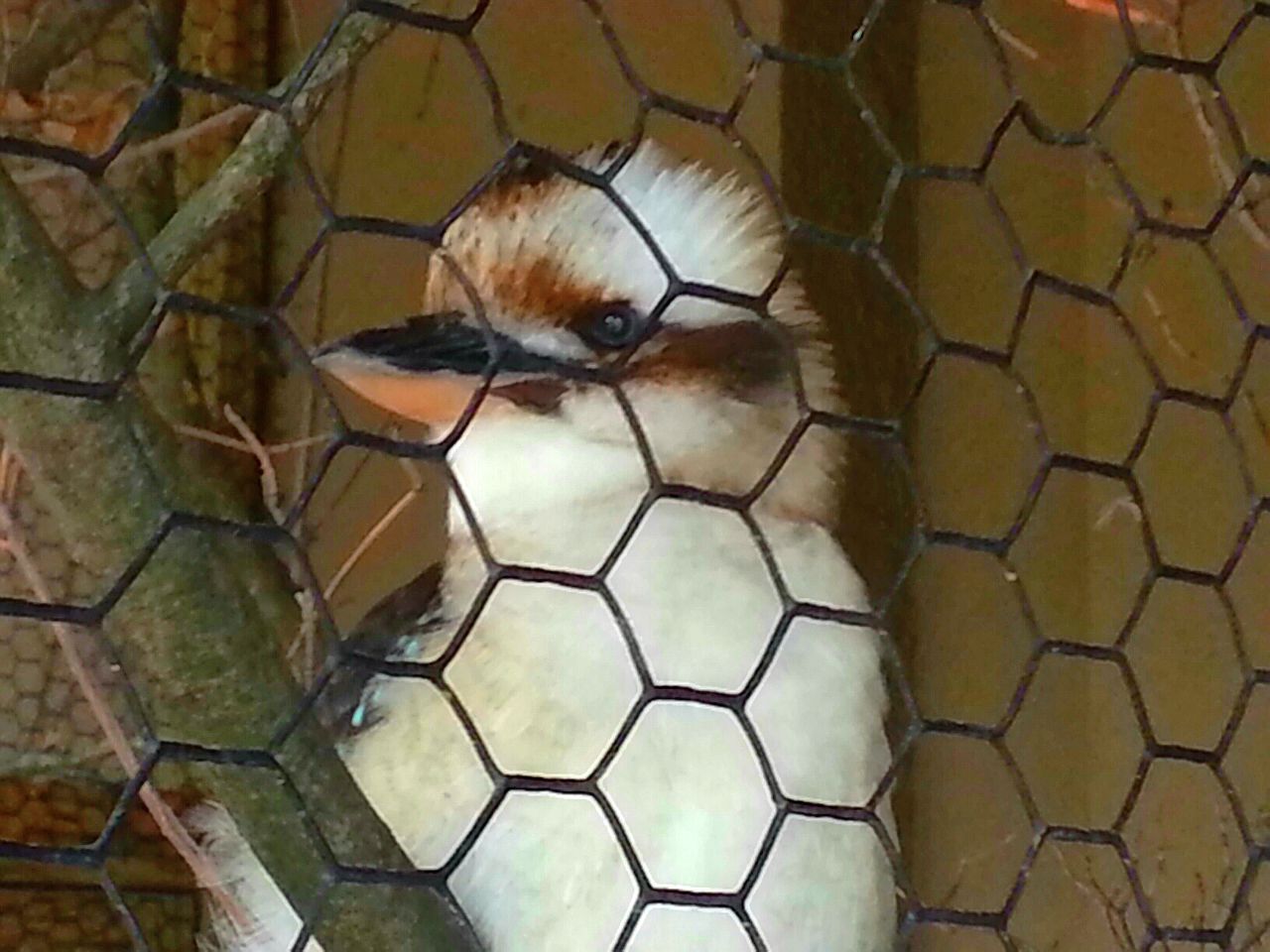 Apr. 2013 - Wings of the World - Laughing Kookaburra