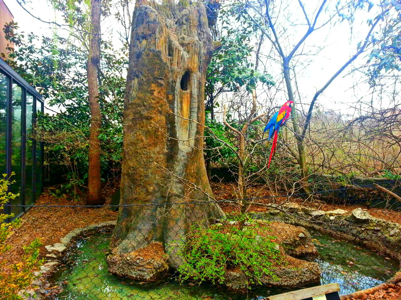 Apr. 2013 - Wings of the World - Scarlet + Blue-and-gold Macaw Exhibit